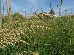 Arrhenatherum elatius