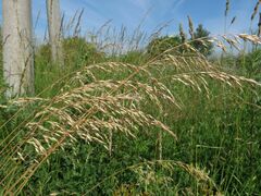 Arrhenatherum elatius