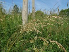 Arrhenatherum elatius