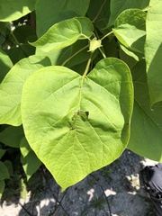 Catalpa speciosa