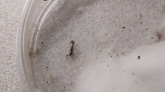 Myrmica punctiventris