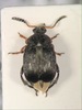 Bruchus ervi - Photo (c) Taxon Expeditions, some rights reserved (CC BY-SA), uploaded by Taxon Expeditions