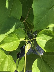 Catalpa speciosa