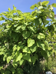 Catalpa speciosa