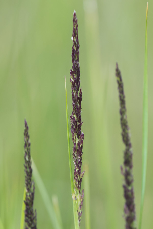 Calamagrostis stricta