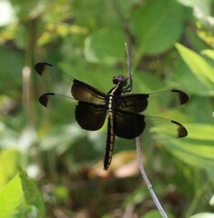 Libellula luctuosa