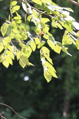 Betula nigra