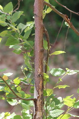 Betula nigra