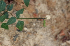 Strophostyles helvola