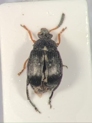 Bruchus rufipes