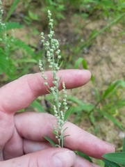 Chenopodium pratericola