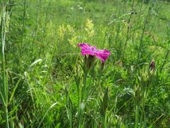 Dianthus chinensis