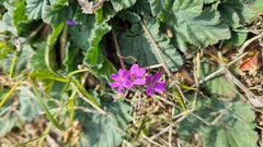 Erodium malacoides