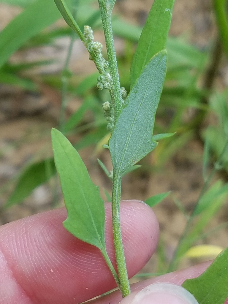 desert goosefoot