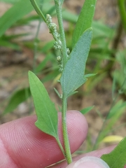 Chenopodium pratericola