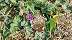 Erodium malacoides