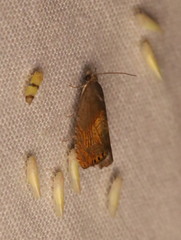 Dichrorampha bittana
