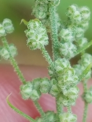 Chenopodium pratericola