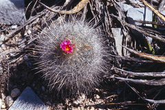 Thelocactus macdowellii