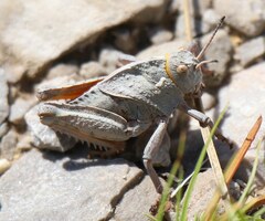 Prionotropis hystrix