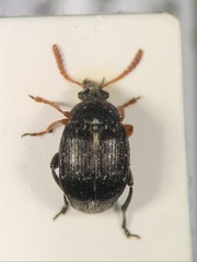 Bruchus luteicornis
