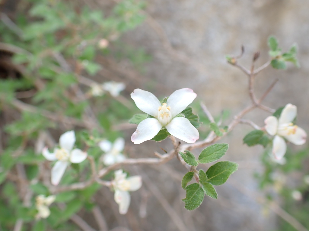 fourpetal cliffbush