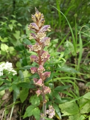 Orobanche owerinii