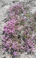 Thymus calcareus