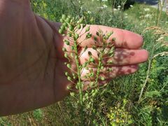 Camelina microcarpa