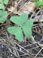 Oxalis triangularis