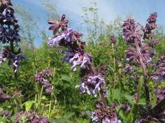 Salvia verticillata