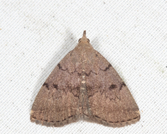 Zanclognatha dentata