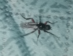 Bibio pomonae