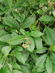 Ehretia tinifolia