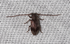 Exocentrus punctipennis