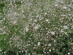 Gypsophila paniculata