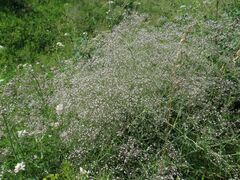 Gypsophila paniculata