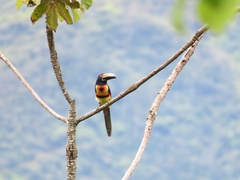 Pteroglossus torquatus
