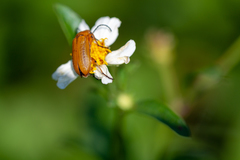 Nemognatha punctulata