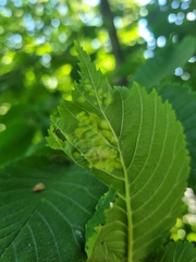 Eriosoma ulmi