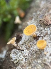 Lachnellula agassizii