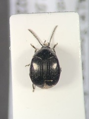 Spermophagus kuesteri