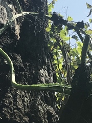 Selenicereus spinulosus