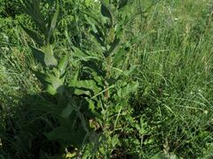 Verbascum lychnitis
