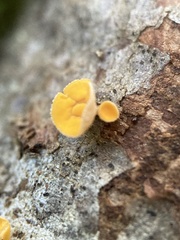 Lachnellula agassizii