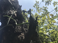 Selenicereus spinulosus