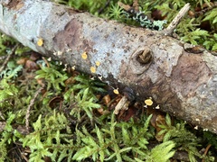 Lachnellula agassizii