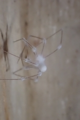 Pholcidae