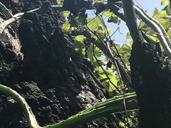 Selenicereus spinulosus