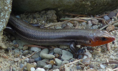 Plestiodon fasciatus